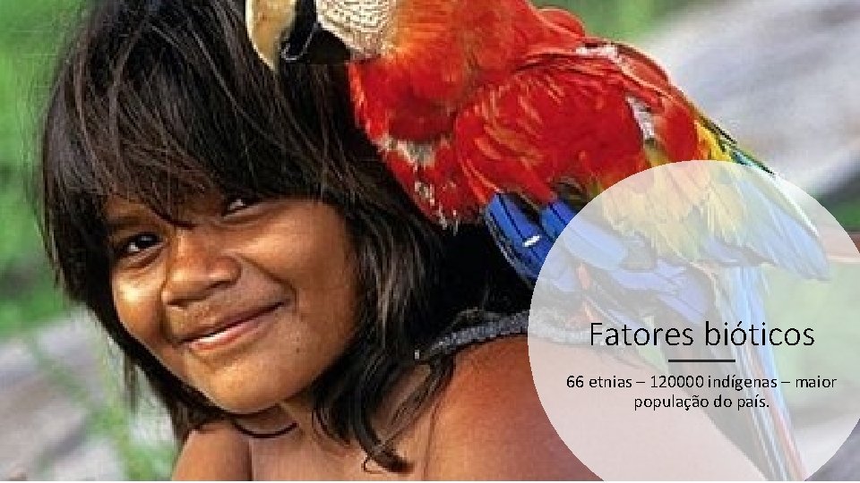 Fatores bióticos 66 etnias – 120000 indígenas – maior população do país. 