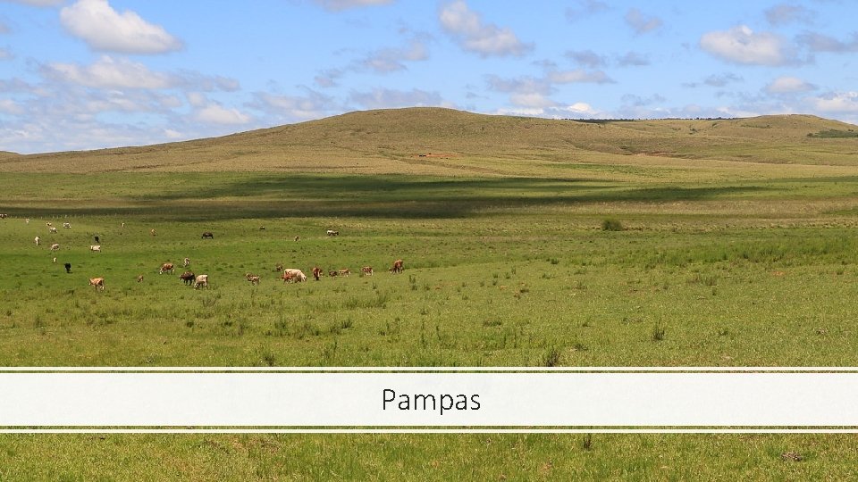 Pampas 
