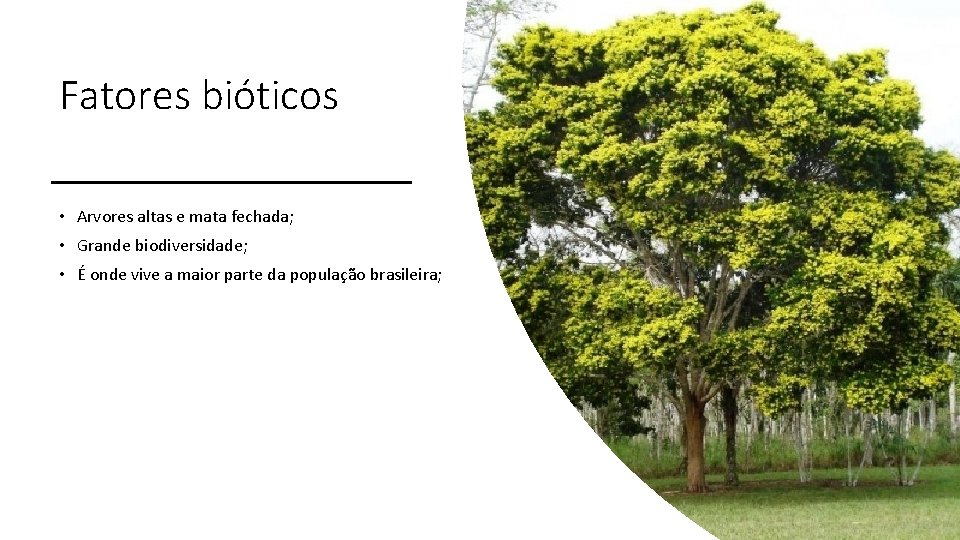 Fatores bióticos • Arvores altas e mata fechada; • Grande biodiversidade; • É onde