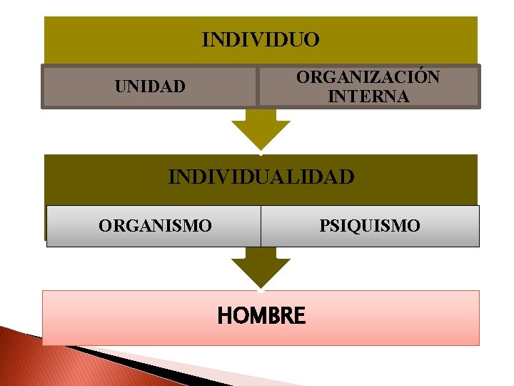 INDIVIDUO UNIDAD ORGANIZACIÓN INTERNA INDIVIDUALIDAD ORGANISMO PSIQUISMO HOMBRE 
