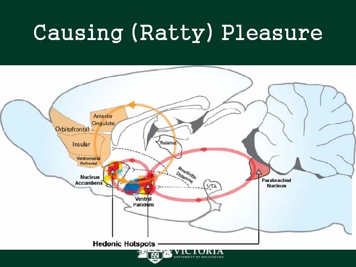Causing (Ratty) Pleasure Causing (Ratty) Pleasure