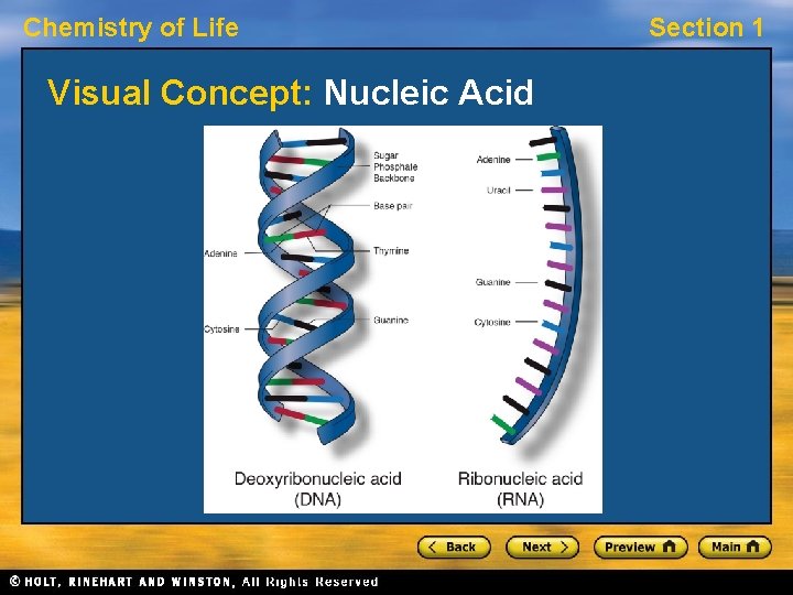 Chemistry of Life Visual Concept: Nucleic Acid Section 1 Chemistry of Life Visual Concept: Nucleic Acid Section 1