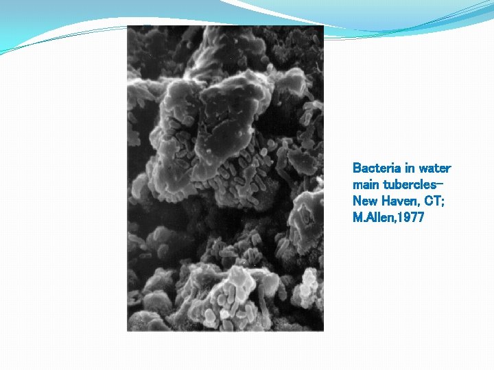 Bacteria in water main tubercles. New Haven, CT; M. Allen, 1977 