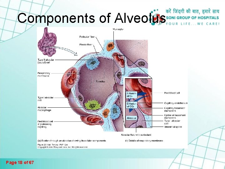 Components of Alveolus Page 18 of 67 Components of Alveolus Page 18 of 67