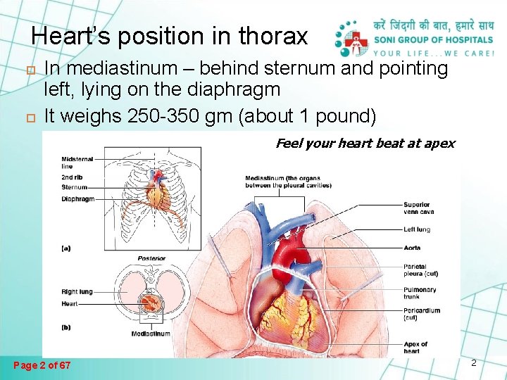 Heart’s position in thorax In mediastinum – behind sternum and pointing left, lying on Heart’s position in thorax In mediastinum – behind sternum and pointing left, lying on