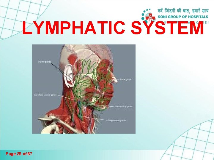 LYMPHATIC SYSTEM Page 28 of 67 LYMPHATIC SYSTEM Page 28 of 67