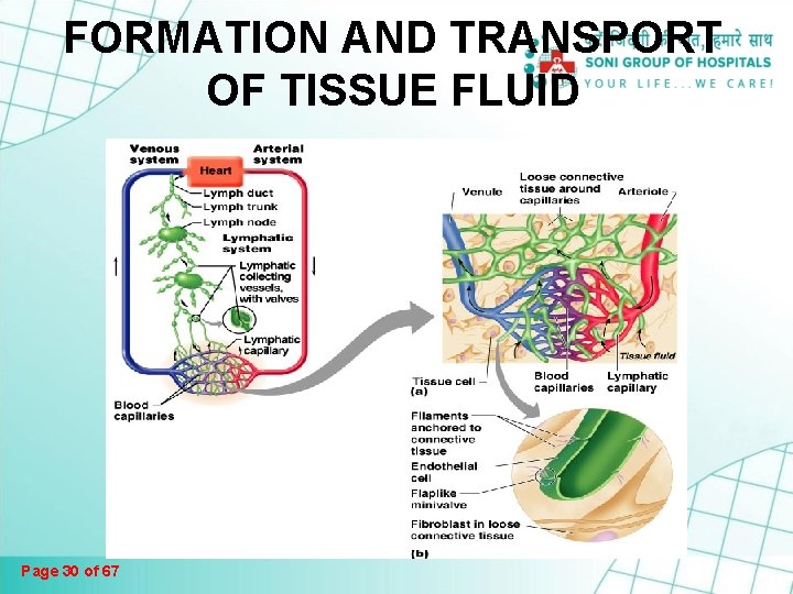 FORMATION AND TRANSPORT OF TISSUE FLUID Page 30 of 67 FORMATION AND TRANSPORT OF TISSUE FLUID Page 30 of 67