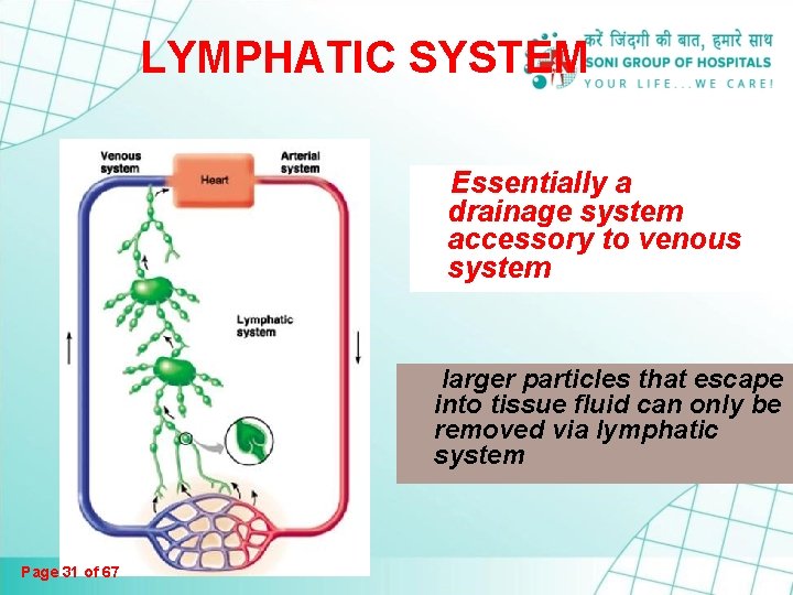 LYMPHATIC SYSTEM Essentially a drainage system accessory to venous system larger particles that escape LYMPHATIC SYSTEM Essentially a drainage system accessory to venous system larger particles that escape