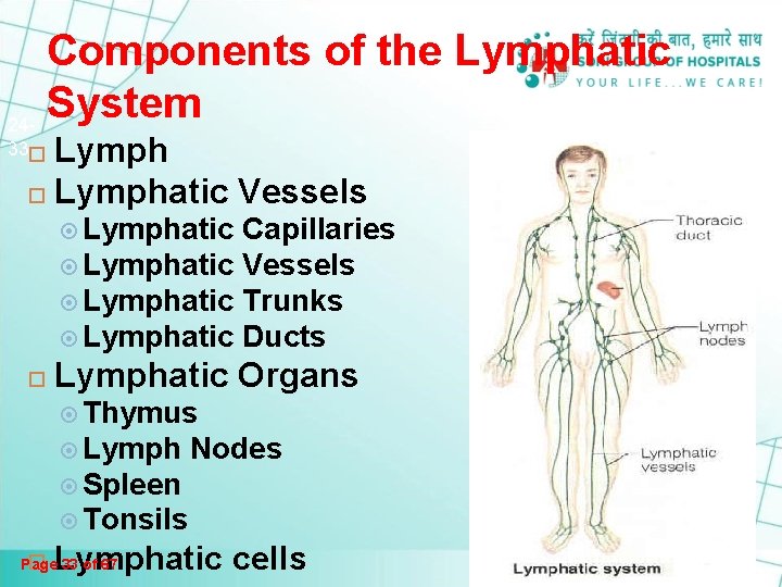 Components of the Lymphatic System 24 Lymph Lymphatic Vessels 33 Lymphatic Capillaries Lymphatic Vessels Components of the Lymphatic System 24 Lymph Lymphatic Vessels 33 Lymphatic Capillaries Lymphatic Vessels
