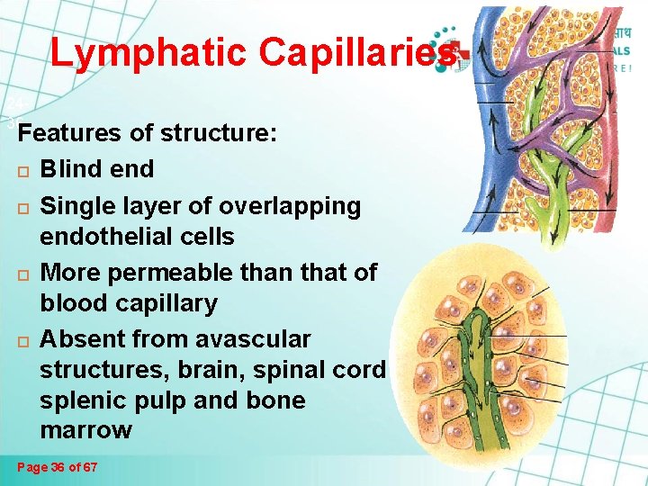 Lymphatic Capillaries 2436 Features of structure: Blind end Single layer of overlapping endothelial cells Lymphatic Capillaries 2436 Features of structure: Blind end Single layer of overlapping endothelial cells