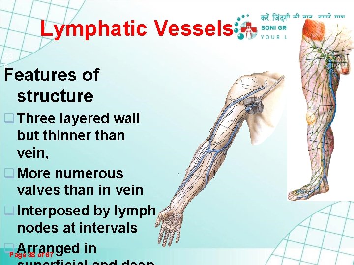 Lymphatic Vessels 23 8 Features of structure q Three layered wall but thinner than Lymphatic Vessels 23 8 Features of structure q Three layered wall but thinner than