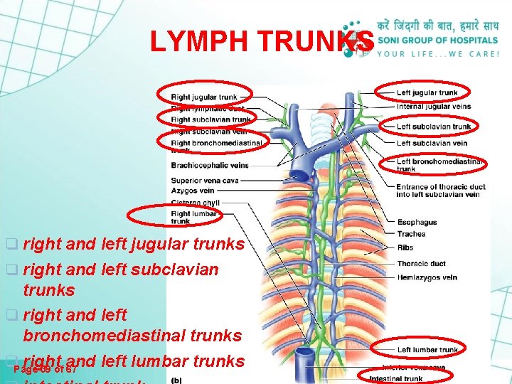 LYMPH TRUNKS q right and left jugular trunks q right and left subclavian trunks LYMPH TRUNKS q right and left jugular trunks q right and left subclavian trunks