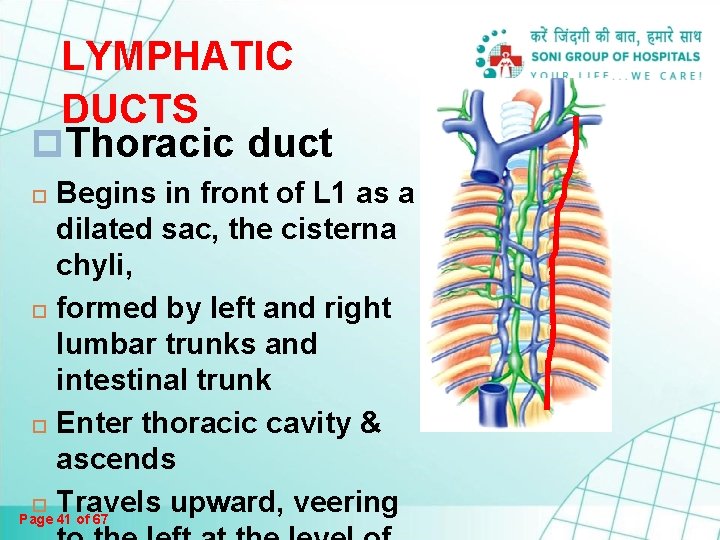 LYMPHATIC DUCTS p. Thoracic duct Begins in front of L 1 as a dilated LYMPHATIC DUCTS p. Thoracic duct Begins in front of L 1 as a dilated