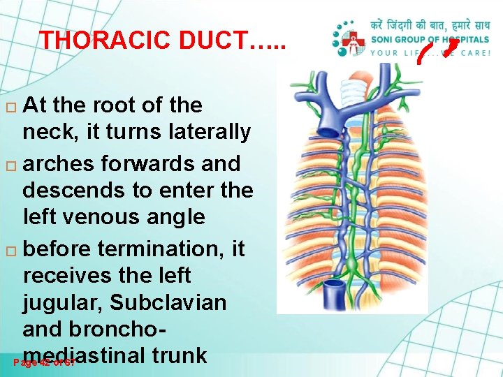 THORACIC DUCT…. . At the root of the neck, it turns laterally arches forwards THORACIC DUCT…. . At the root of the neck, it turns laterally arches forwards