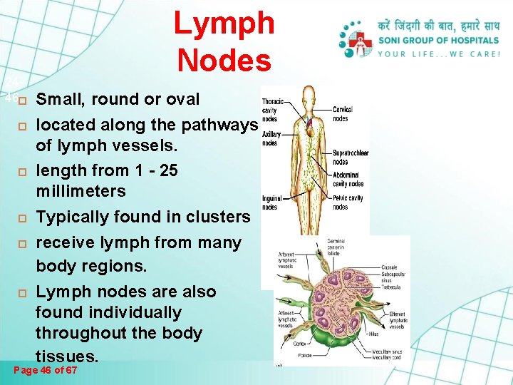 2446 Lymph Nodes Small, round or oval located along the pathways of lymph vessels. 2446 Lymph Nodes Small, round or oval located along the pathways of lymph vessels.