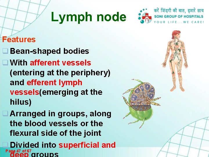 Lymph node Features q Bean-shaped bodies q With afferent vessels (entering at the periphery) Lymph node Features q Bean-shaped bodies q With afferent vessels (entering at the periphery)