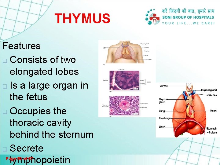 THYMUS Features q Consists of two elongated lobes q Is a large organ in THYMUS Features q Consists of two elongated lobes q Is a large organ in