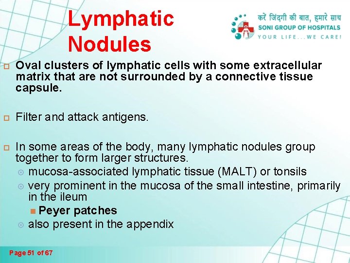 Lymphatic Nodules Oval clusters of lymphatic cells with some extracellular matrix that are not Lymphatic Nodules Oval clusters of lymphatic cells with some extracellular matrix that are not