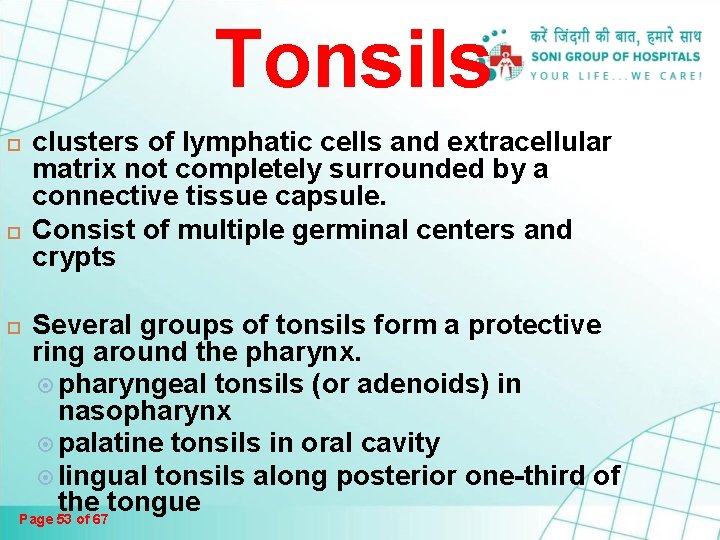 Tonsils clusters of lymphatic cells and extracellular matrix not completely surrounded by a connective Tonsils clusters of lymphatic cells and extracellular matrix not completely surrounded by a connective