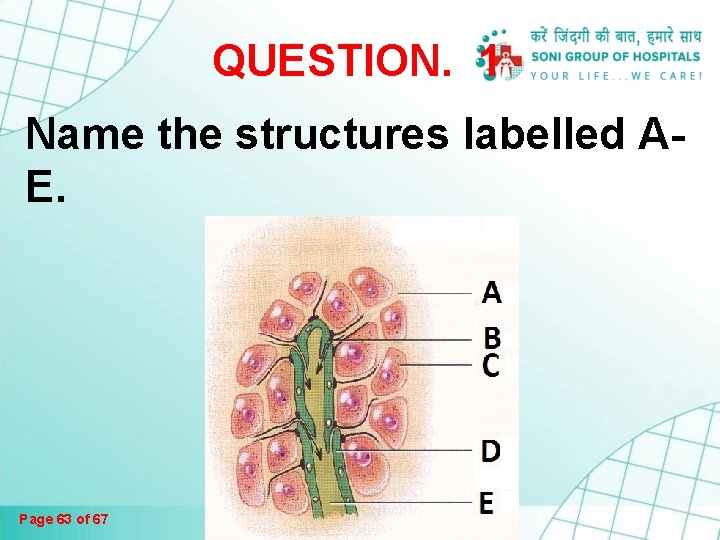 QUESTION. 1 Name the structures labelled AE. Page 63 of 67 QUESTION. 1 Name the structures labelled AE. Page 63 of 67