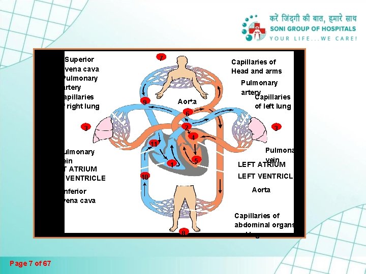 Superior vena cava Pulmonary artery Capillaries of right lung 7 Capillaries of Head and Superior vena cava Pulmonary artery Capillaries of right lung 7 Capillaries of Head and