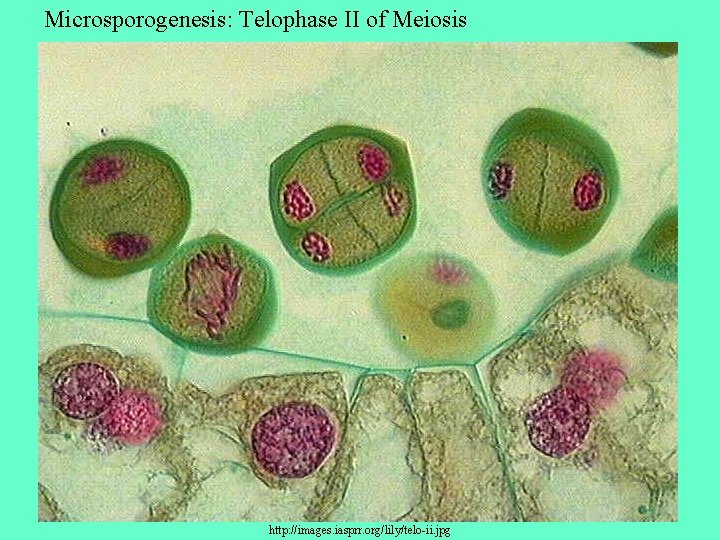 Microsporogenesis: Telophase II of Meiosis http: //images. iasprr. org/lily/telo-ii. jpg 