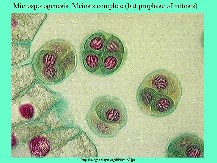 Microsporogenesis: Meiosis complete (but prophase of mitosis) http: //images. iasprr. org/lily/tetrad. jpg 