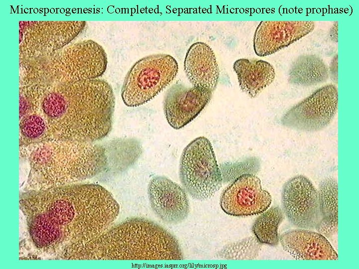 Microsporogenesis: Completed, Separated Microspores (note prophase) http: //images. iasprr. org/lily/microsp. jpg 