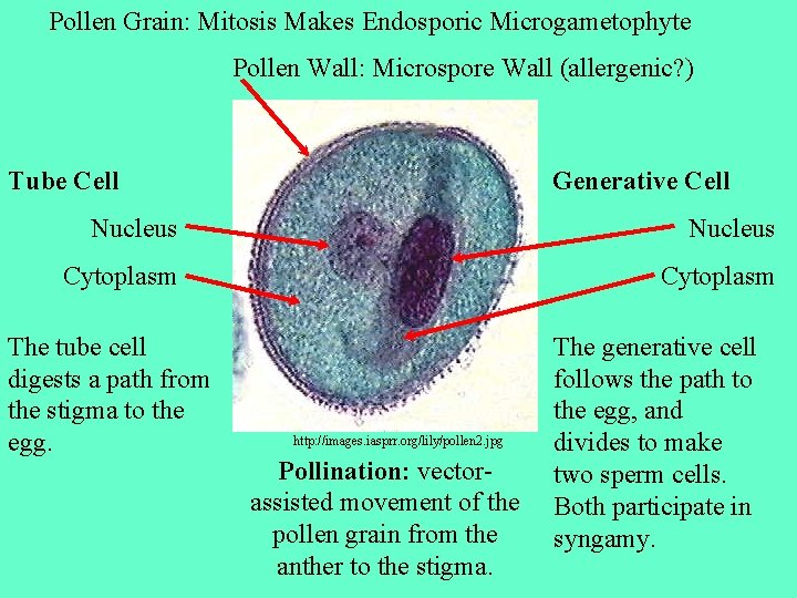 Pollen Grain: Mitosis Makes Endosporic Microgametophyte Pollen Wall: Microspore Wall (allergenic? ) Tube Cell