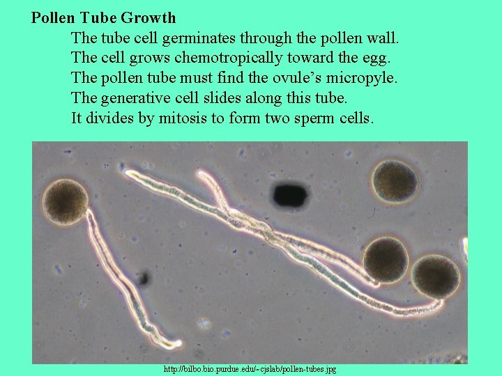 Pollen Tube Growth The tube cell germinates through the pollen wall. The cell grows