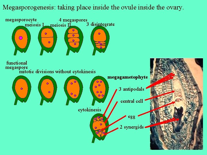 Megasporogenesis: taking place inside the ovule inside the ovary. megasporocyte meiosis I 4 megaspores