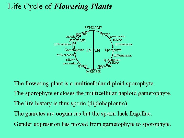 Life Cycle of Flowering Plants SYNGAMY mitosis gametes zygote gametangia differentiation Gametophyte 1 N