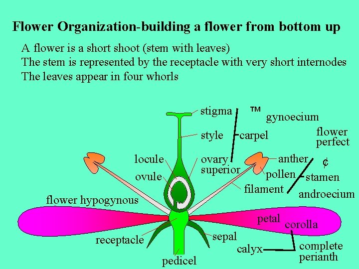 Flower Organization-building a flower from bottom up A flower is a short shoot (stem