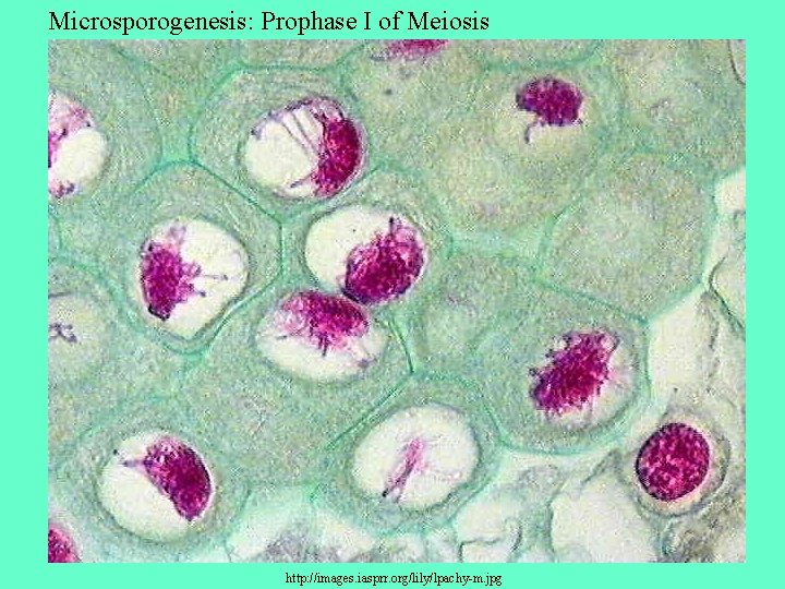 Microsporogenesis: Prophase I of Meiosis http: //images. iasprr. org/lily/lpachy-m. jpg 