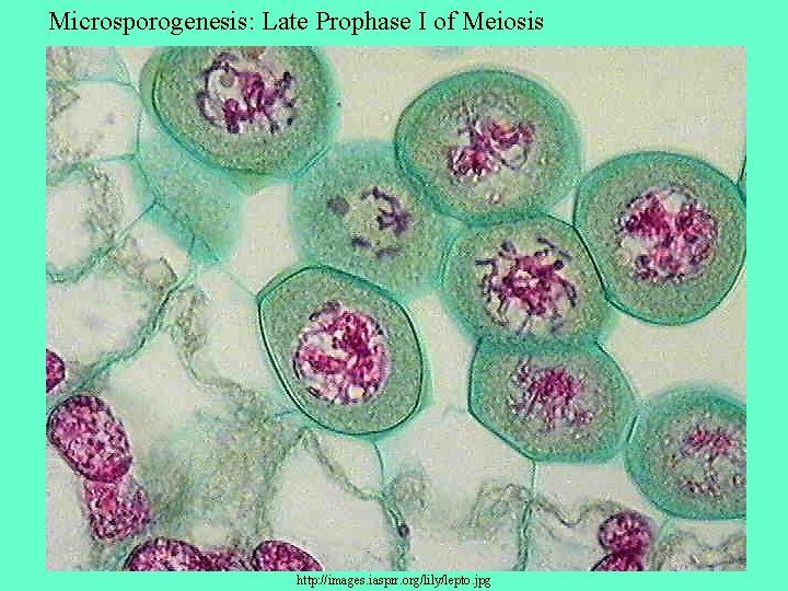 Microsporogenesis: Late Prophase I of Meiosis http: //images. iasprr. org/lily/lepto. jpg 