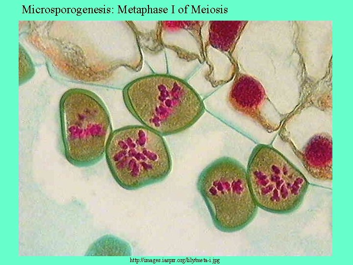 Microsporogenesis: Metaphase I of Meiosis http: //images. iasprr. org/lily/meta-i. jpg 