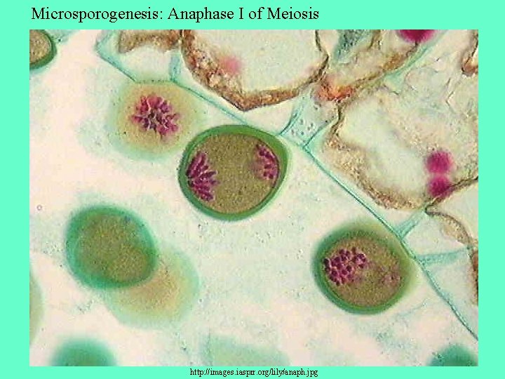 Microsporogenesis: Anaphase I of Meiosis http: //images. iasprr. org/lily/anaph. jpg 