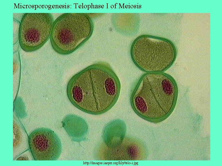 Microsporogenesis: Telophase I of Meiosis http: //images. iasprr. org/lily/telo-i. jpg 