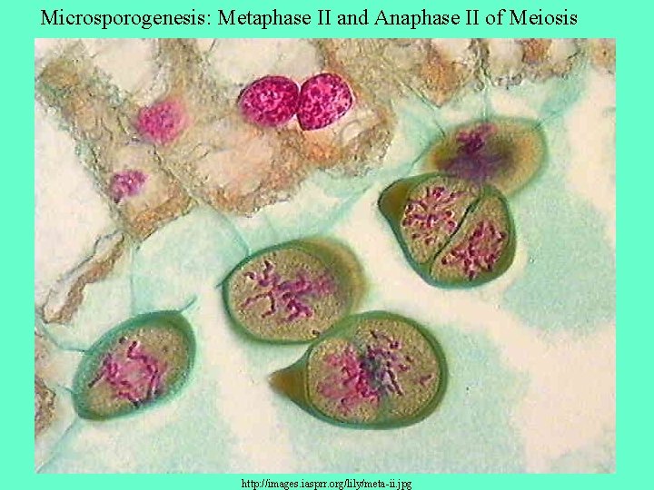 Microsporogenesis: Metaphase II and Anaphase II of Meiosis http: //images. iasprr. org/lily/meta-ii. jpg 