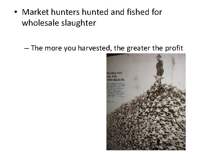  • Market hunters hunted and fished for wholesale slaughter – The more you