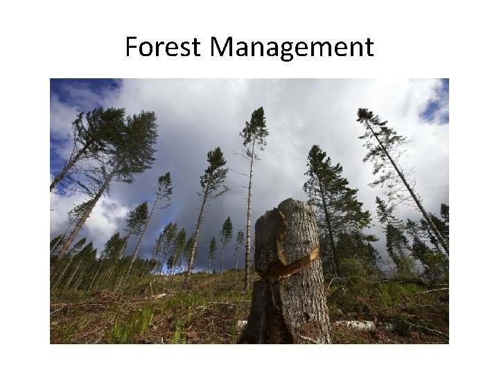 Forest Management 