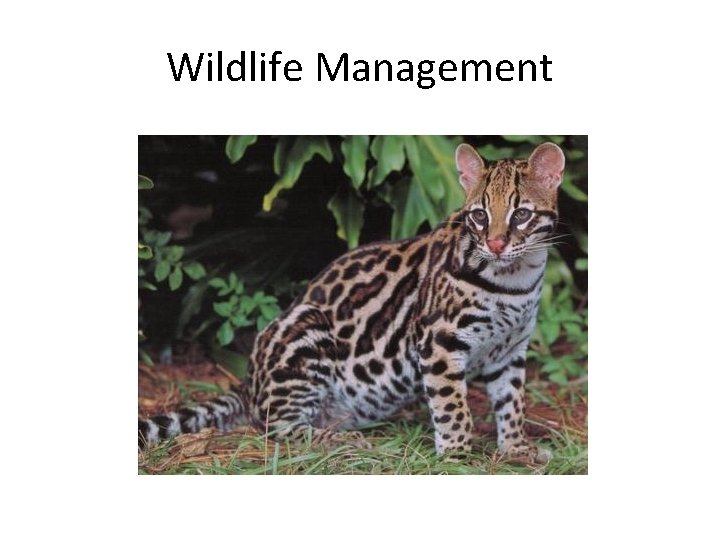 Wildlife Management 