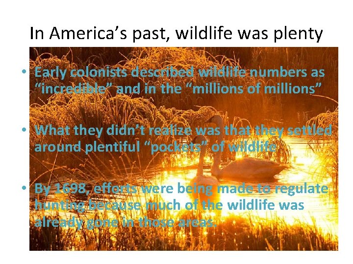 In America’s past, wildlife was plenty • Early colonists described wildlife numbers as “incredible”
