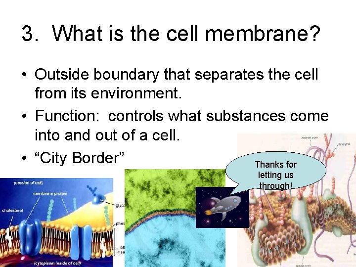 3. What is the cell membrane? • Outside boundary that separates the cell from