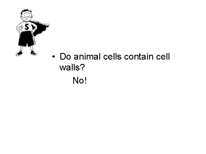  • Do animal cells contain cell walls? No! 