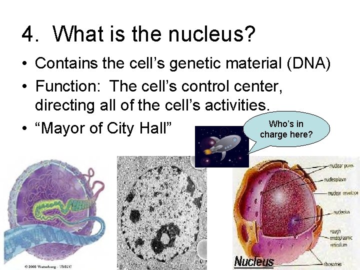 4. What is the nucleus? • Contains the cell’s genetic material (DNA) • Function: