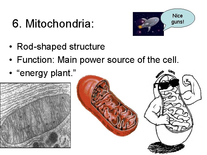 6. Mitochondria: Nice guns! • Rod-shaped structure • Function: Main power source of the