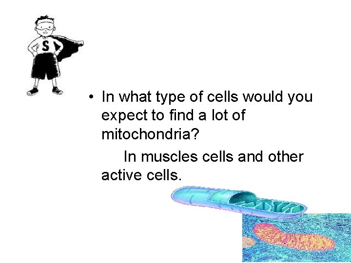  • In what type of cells would you expect to find a lot