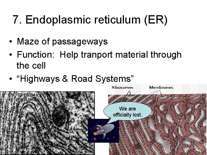 7. Endoplasmic reticulum (ER) • Maze of passageways • Function: Help tranport material through