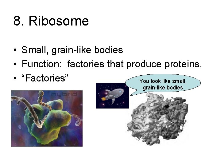 8. Ribosome • Small, grain-like bodies • Function: factories that produce proteins. • “Factories”